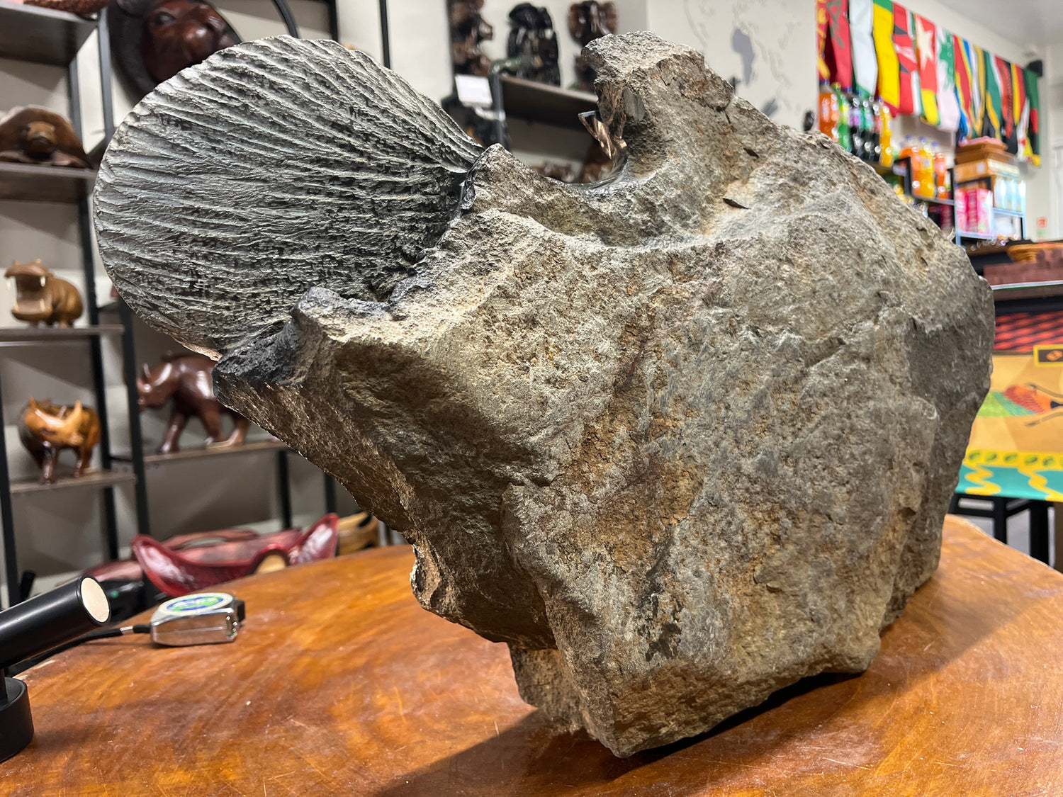 Stone Chambo Fish In Black Rock