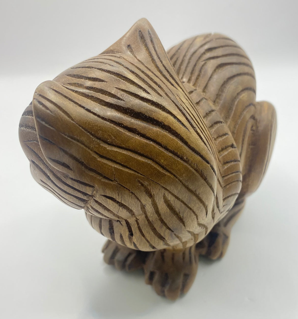 Head Side Turned Cats